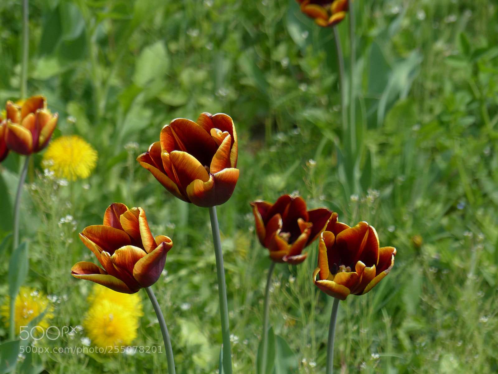 Panasonic Lumix DMC-FZ200 sample photo. Tulips photography