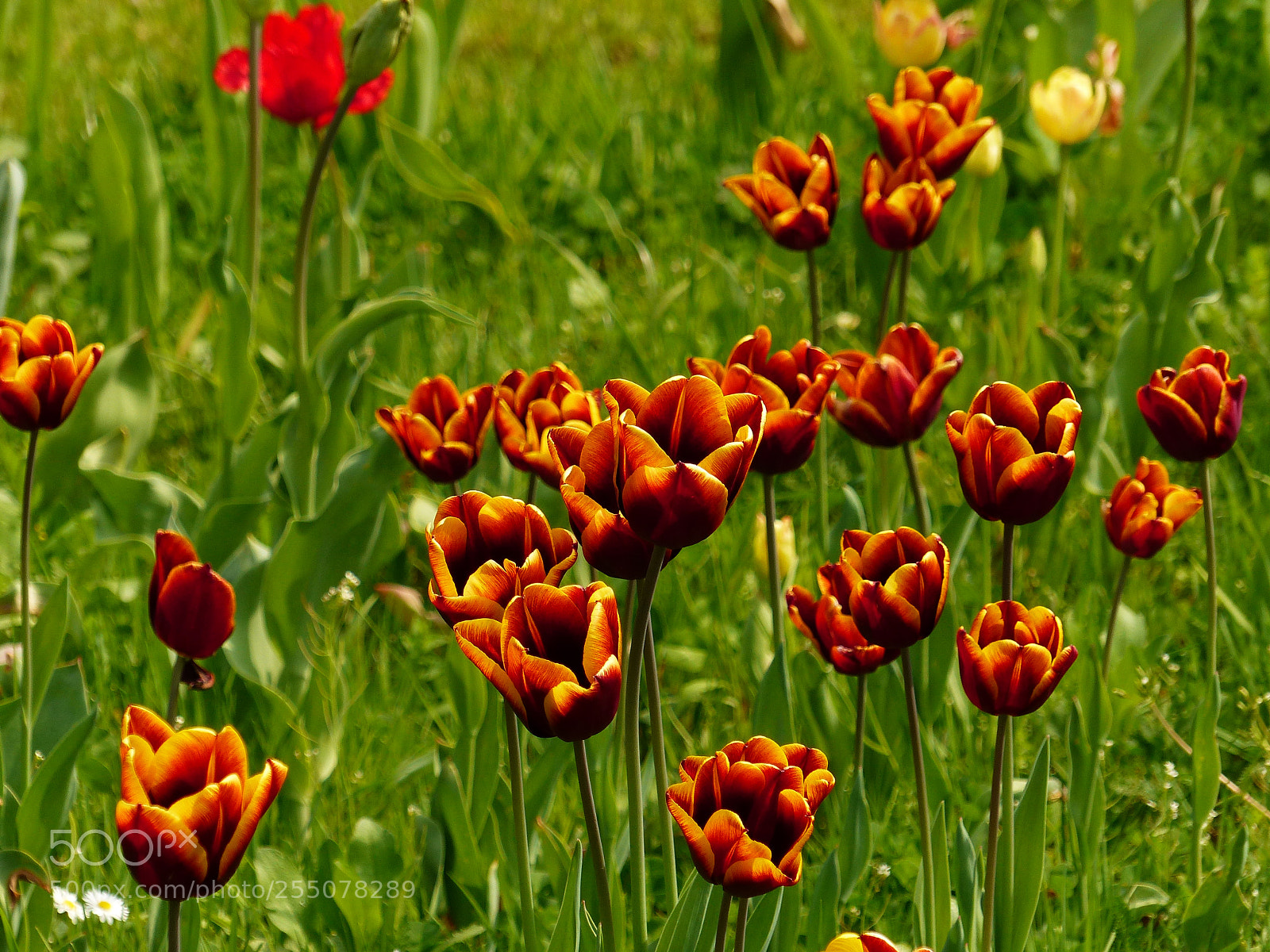 Panasonic Lumix DMC-FZ200 sample photo. Tulips 2 photography