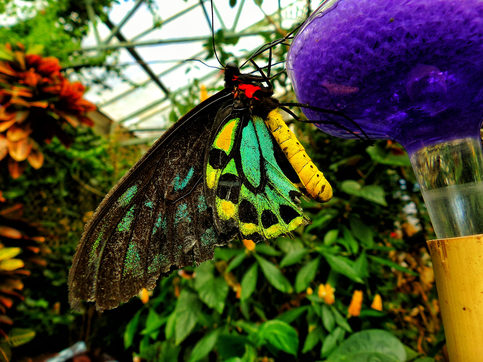 Kodak PIXPRO AZ501 sample photo. Butterflies photography