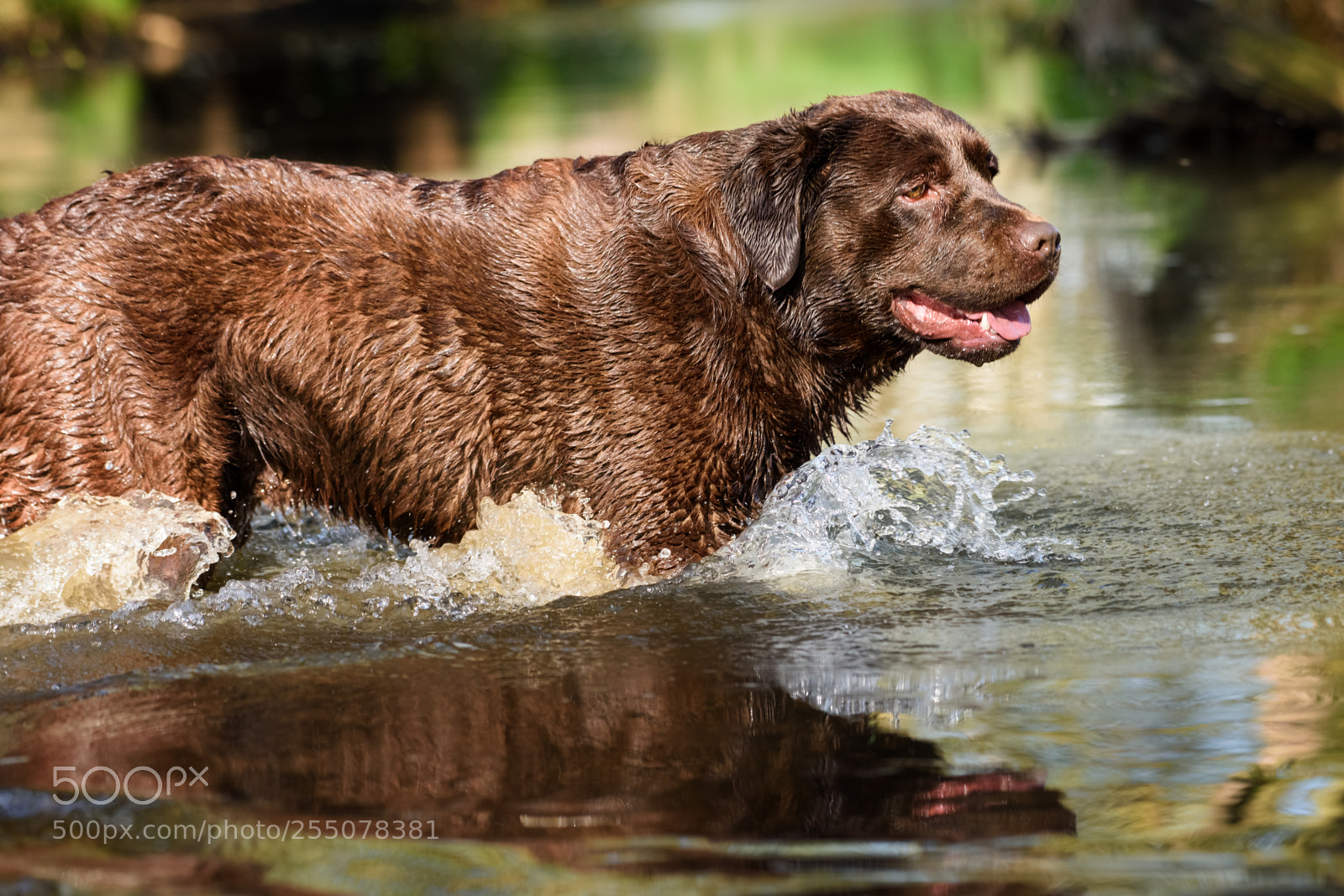 Nikon D810 sample photo. Sony photography