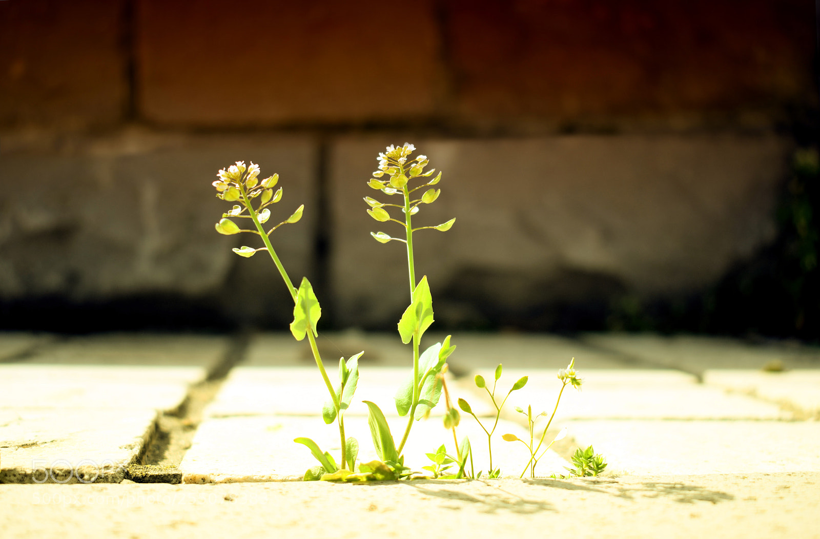 Nikon D5300 sample photo. Tiny beauty photography