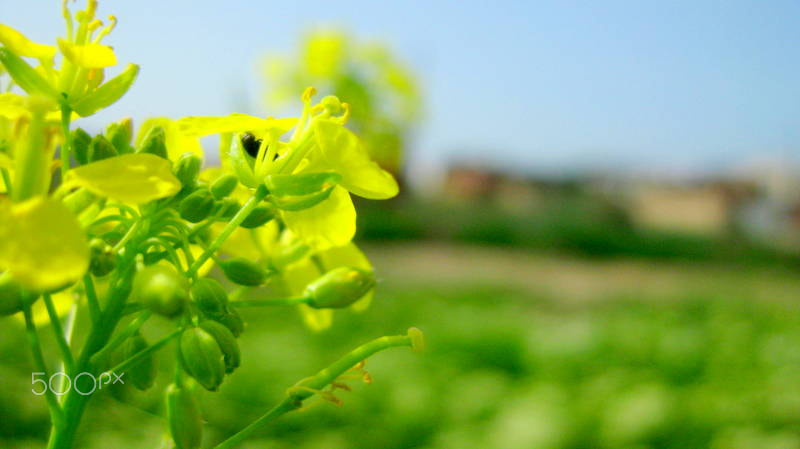 Canon PowerShot SD1100 IS (Digital IXUS 80 IS / IXY Digital 20 IS) sample photo. Un paseo por el campo photography