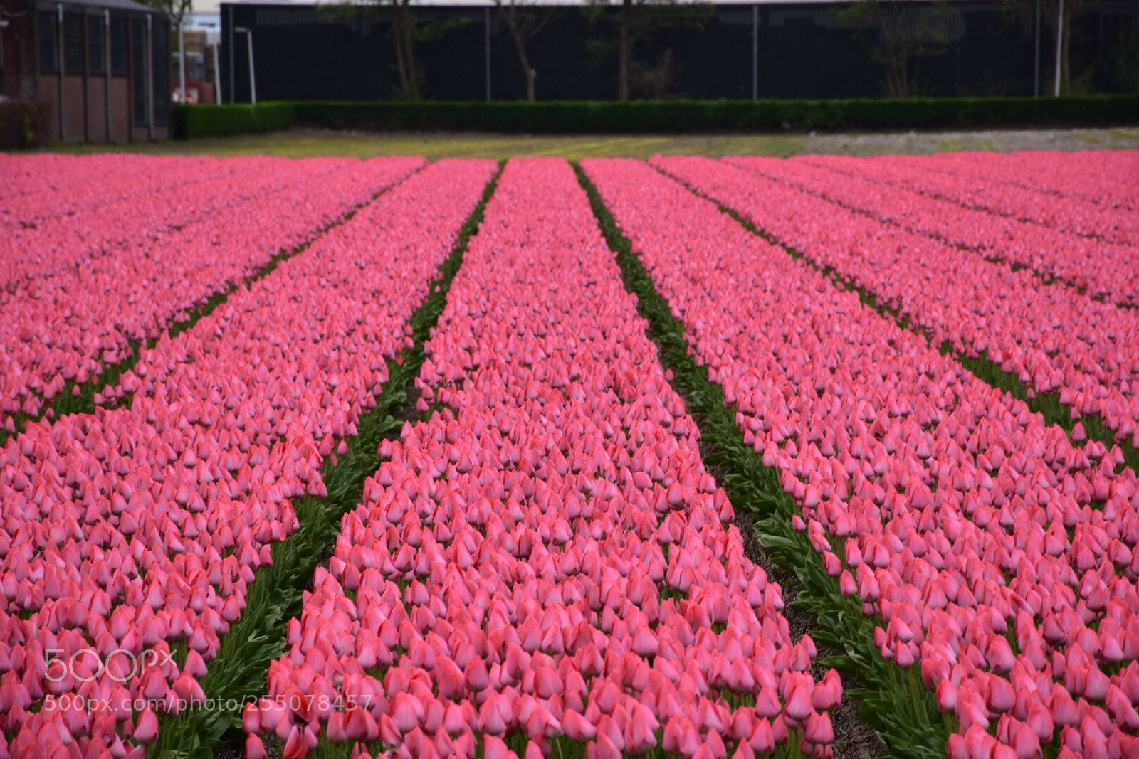 Nikon D7200 sample photo. Tulips photography