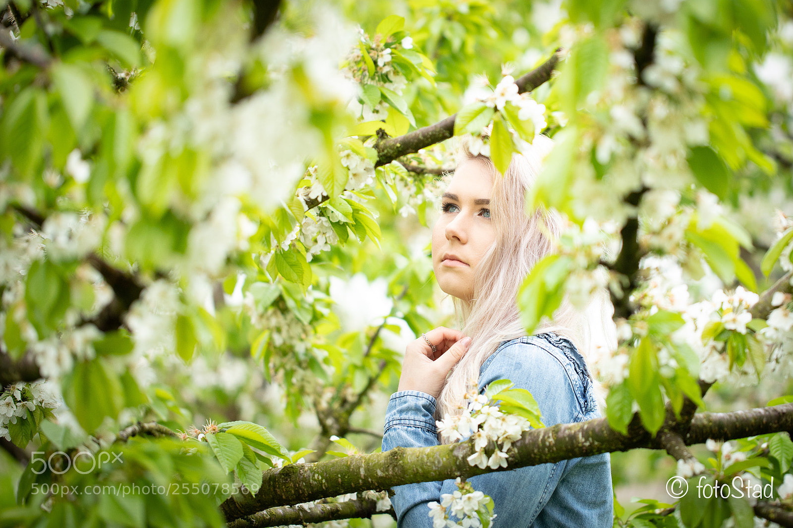 Canon EOS 6D Mark II sample photo. In the blossem of photography