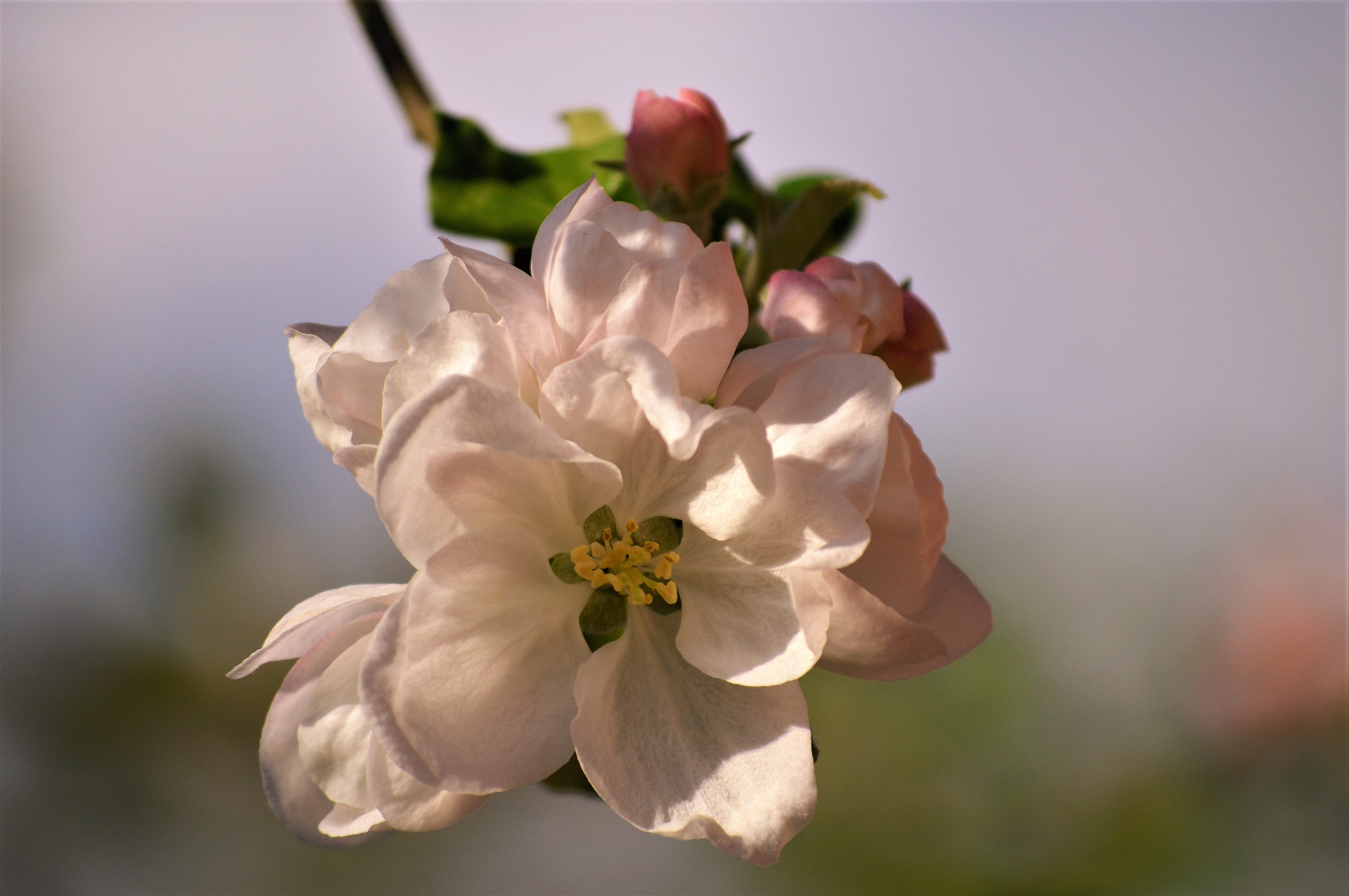 Nikon D5100 sample photo. To begin photography