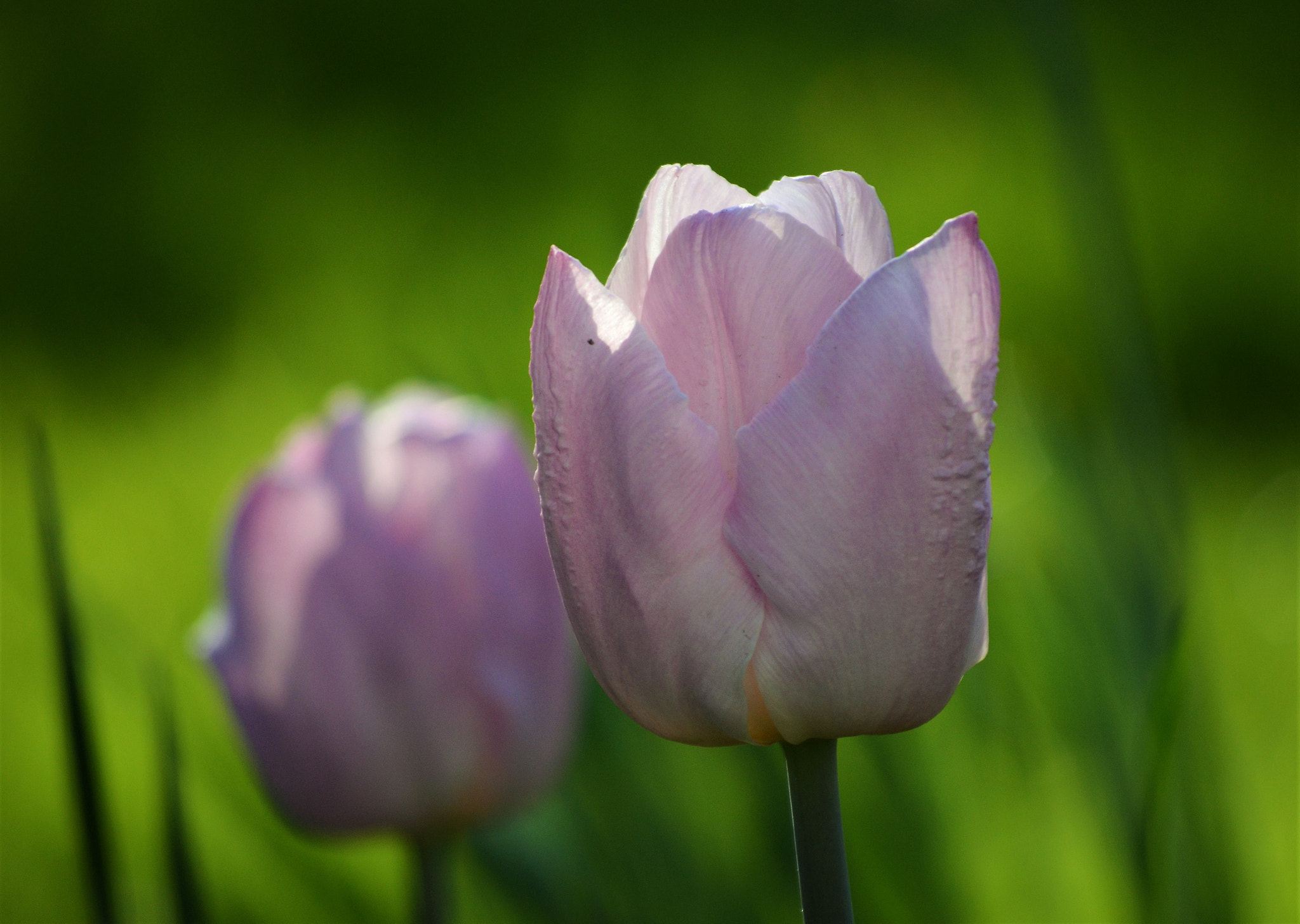 Nikon D5100 sample photo. Tender photography