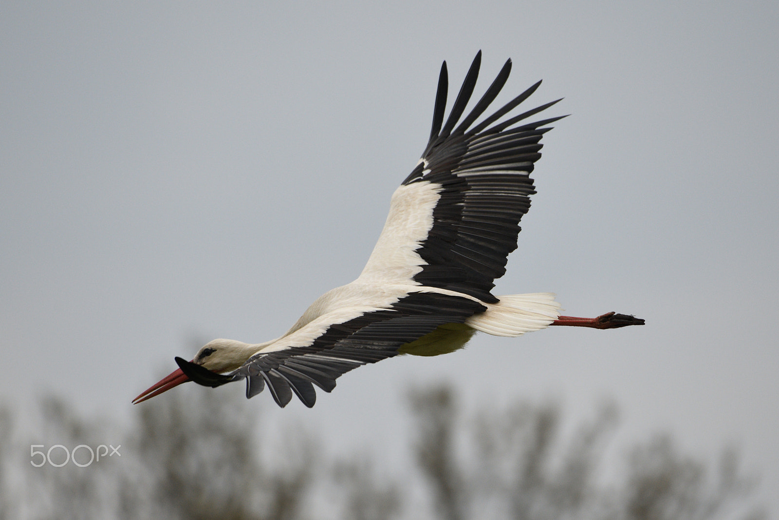 Nikon AF-S Nikkor 200-500mm F5.6E ED VR sample photo. Stork photography