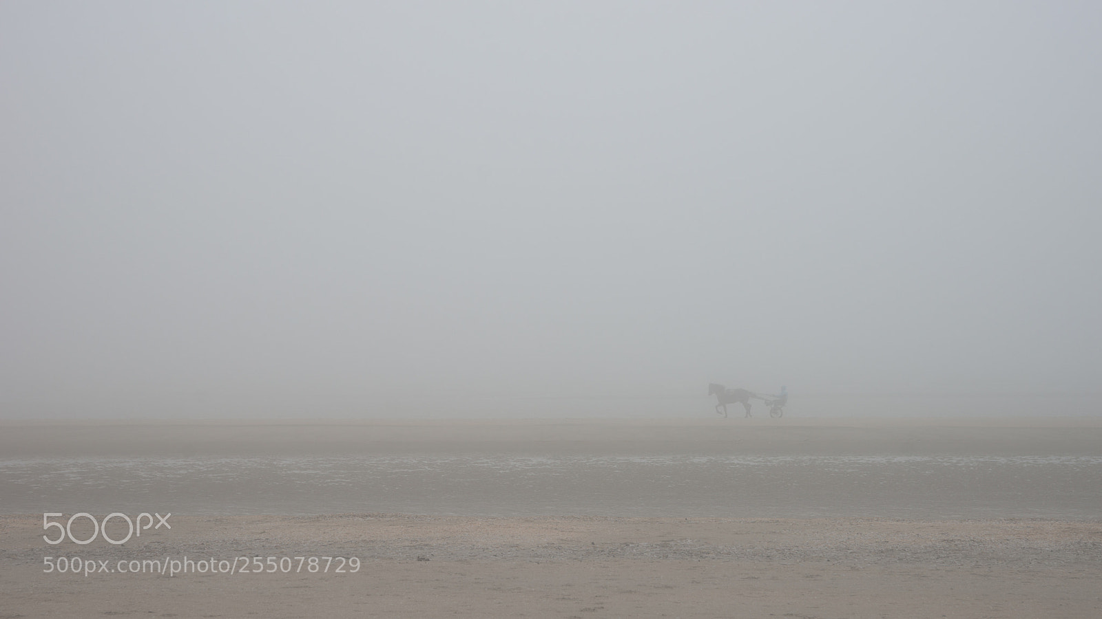 Sony SLT-A99V sample photo. Horse and rider photography