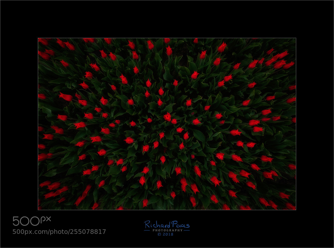 Canon EOS 5D Mark IV sample photo. Tulips photography