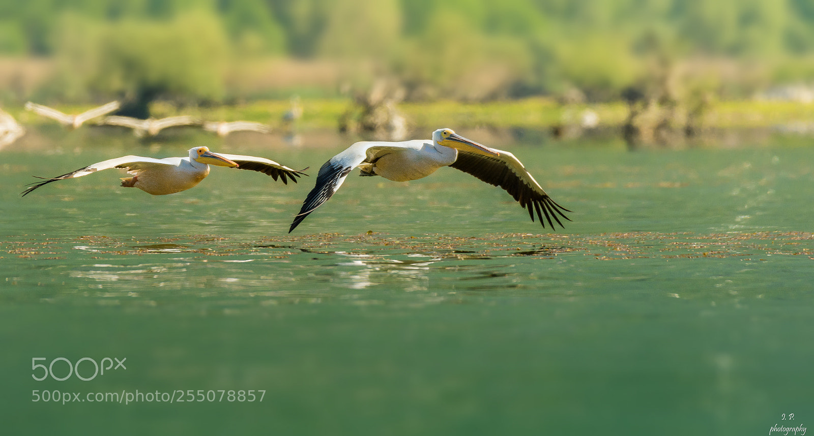 Nikon D7200 sample photo. Great white pelicans photography