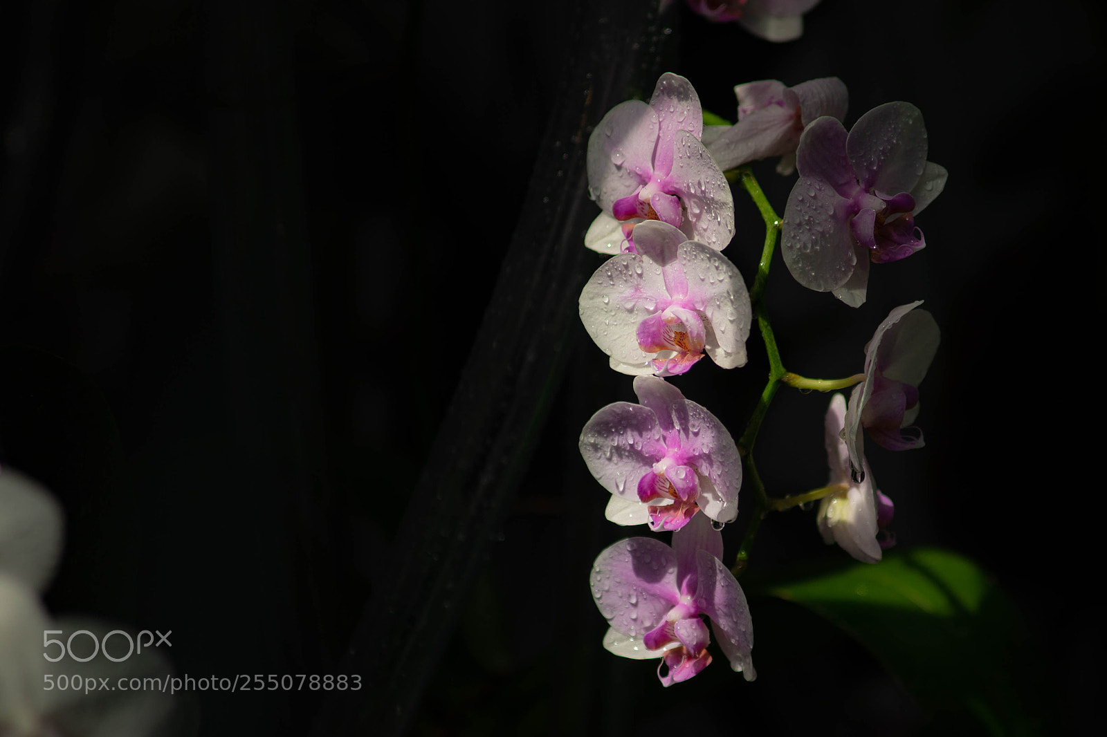Sony SLT-A99V sample photo. Orchid 2018 - 3 photography