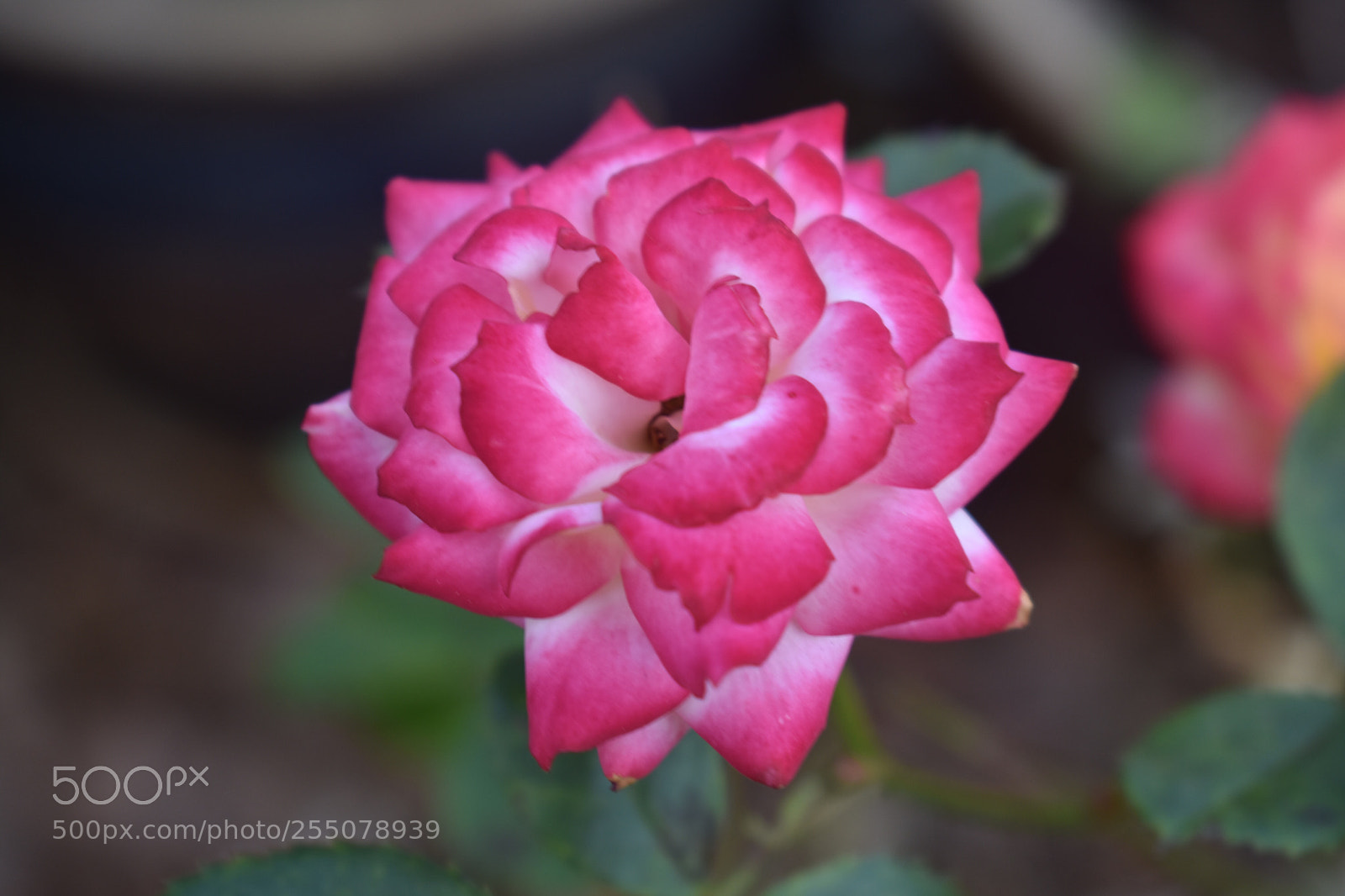 Nikon D3400 sample photo. Undecided photography