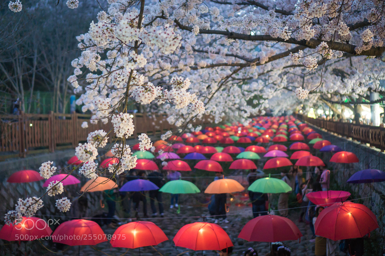 Sony a6000 sample photo. Cherry blossoms with umbrella photography