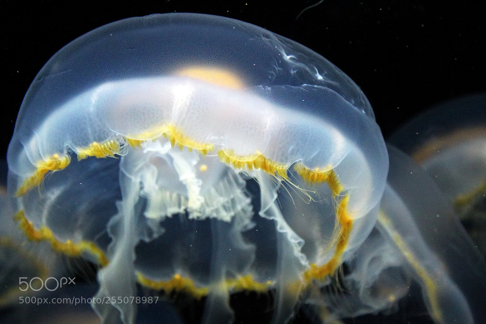 Canon EOS 1300D (EOS Rebel T6 / EOS Kiss X80) sample photo. Jellyfish close-up @schönbrunn photography