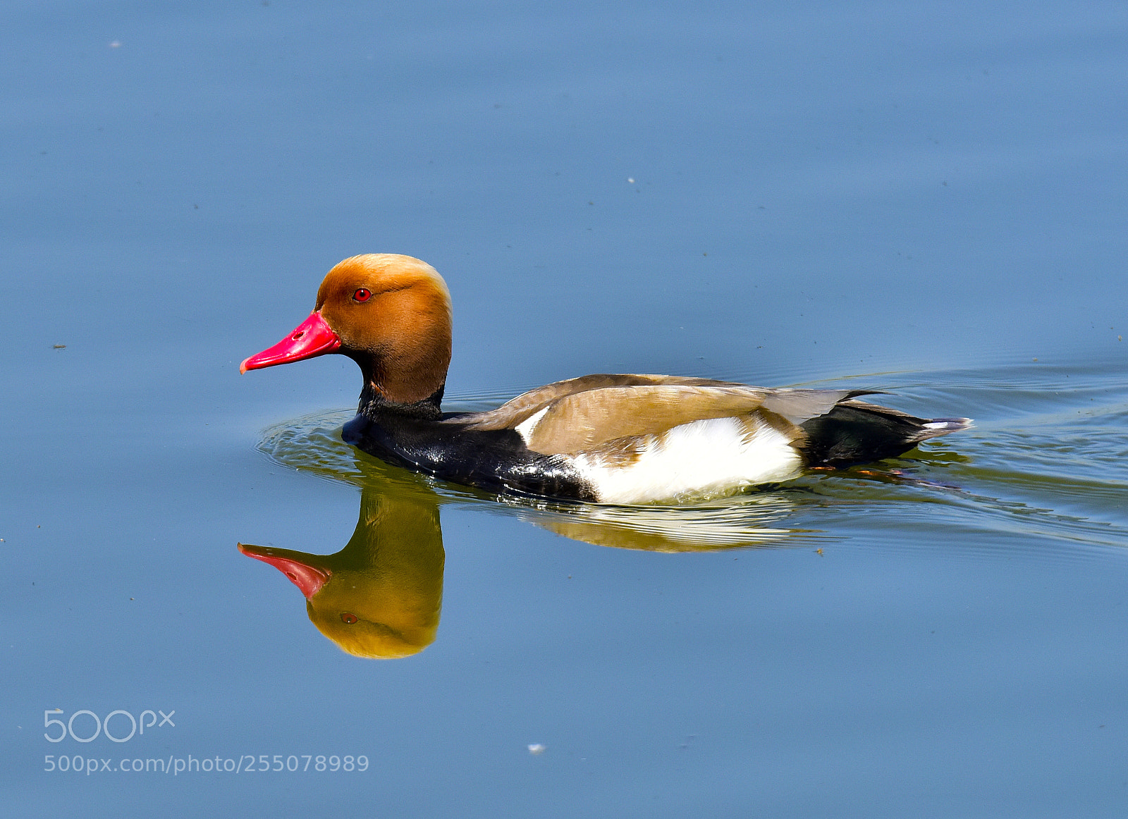 Nikon D810 sample photo. Pato colorado photography