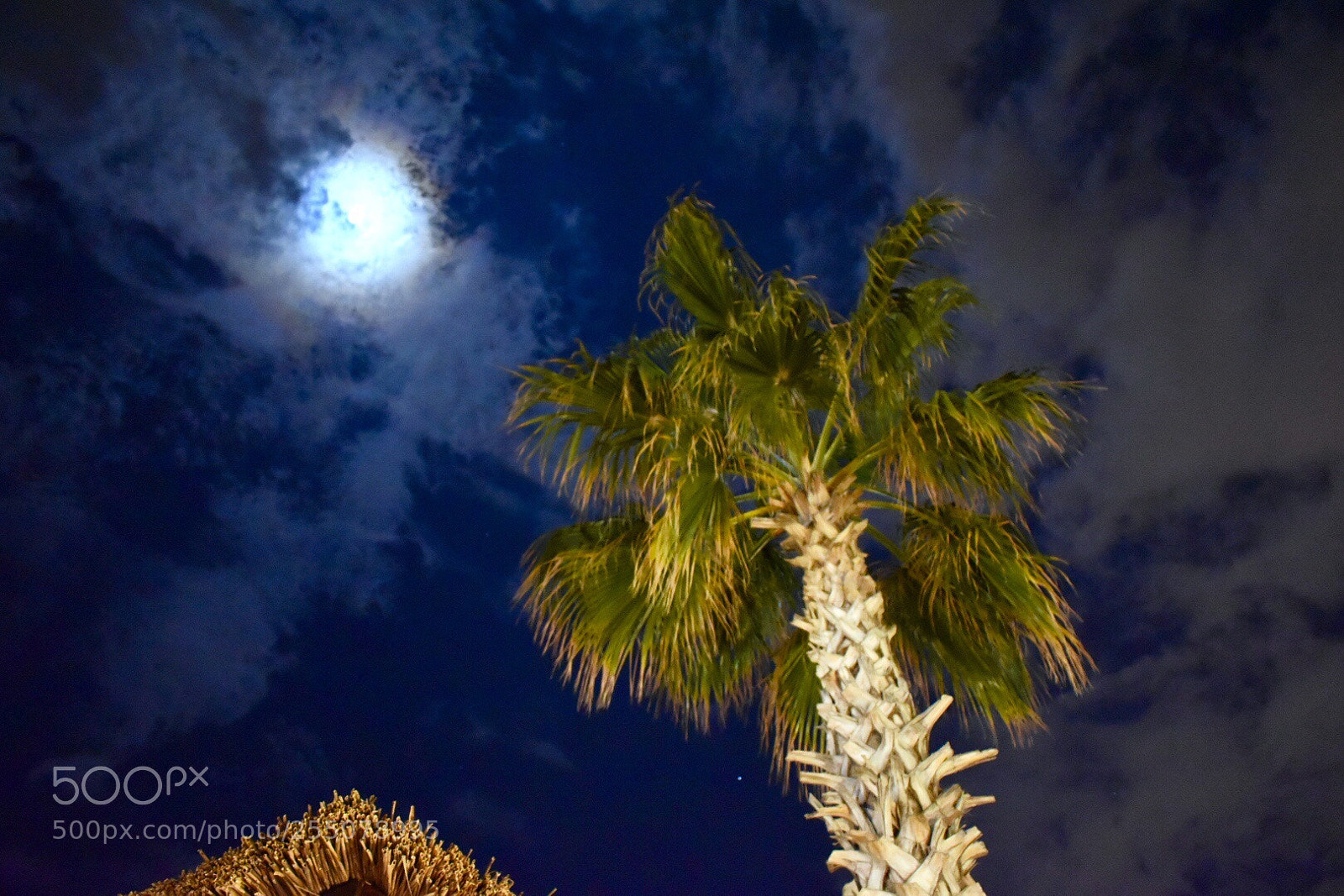Nikon D5600 sample photo. Frozen moon photography
