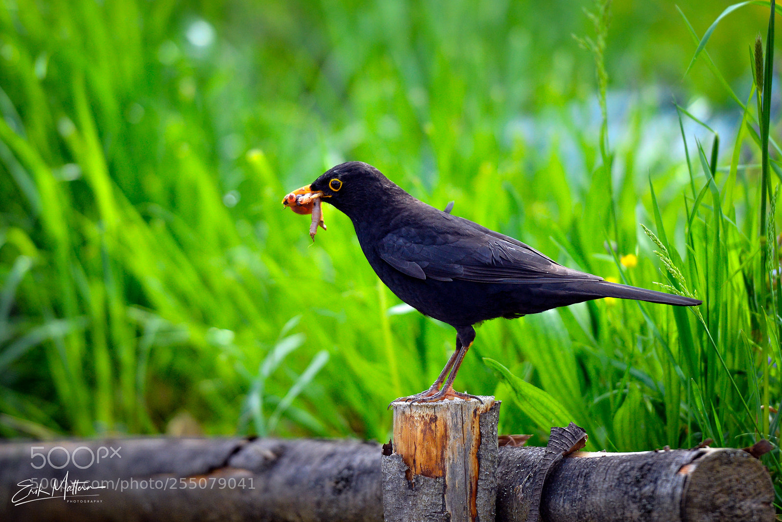 Nikon D800 sample photo. B l a c photography