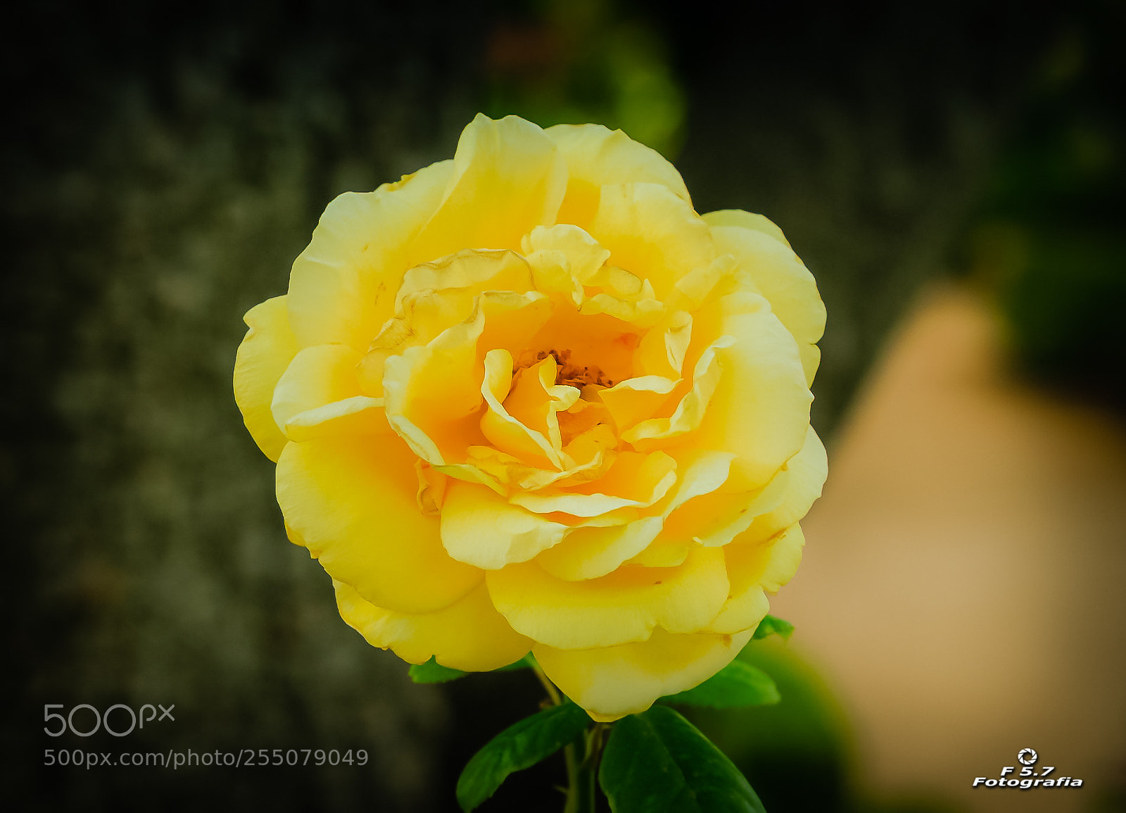 Canon EOS 7D sample photo. Flores de alhambra 1 photography