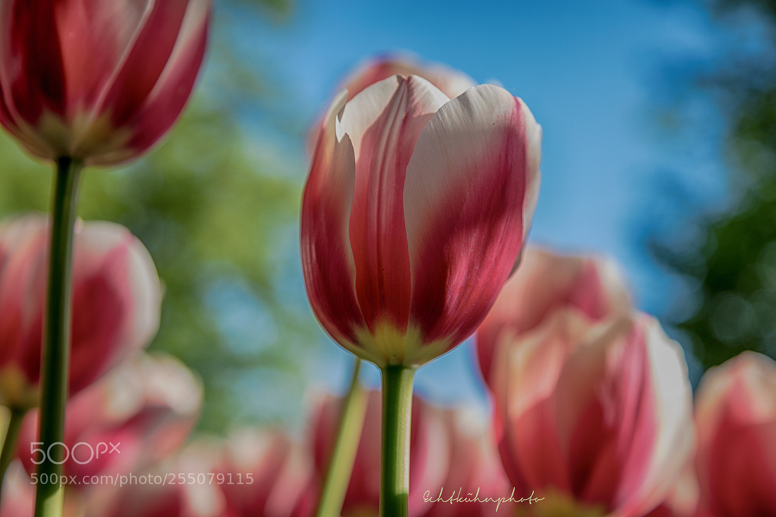 Canon EOS 5DS R sample photo. Tulipaniomania photography
