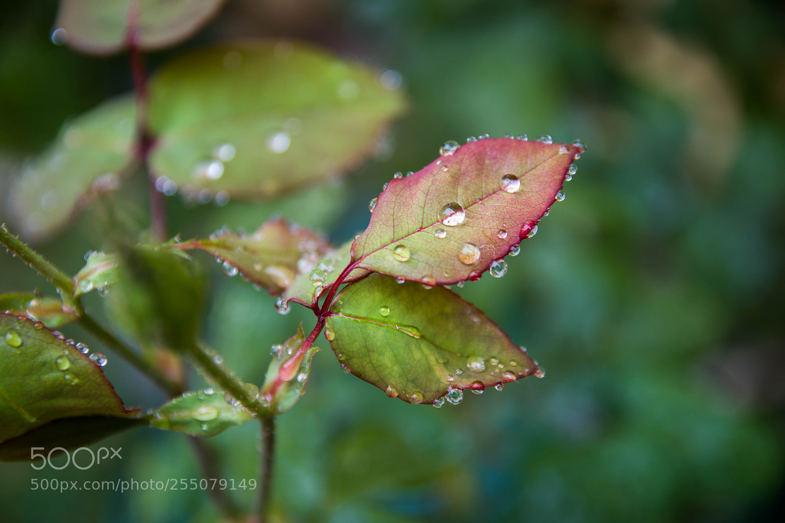 Nikon D7200 sample photo. Gotas photography