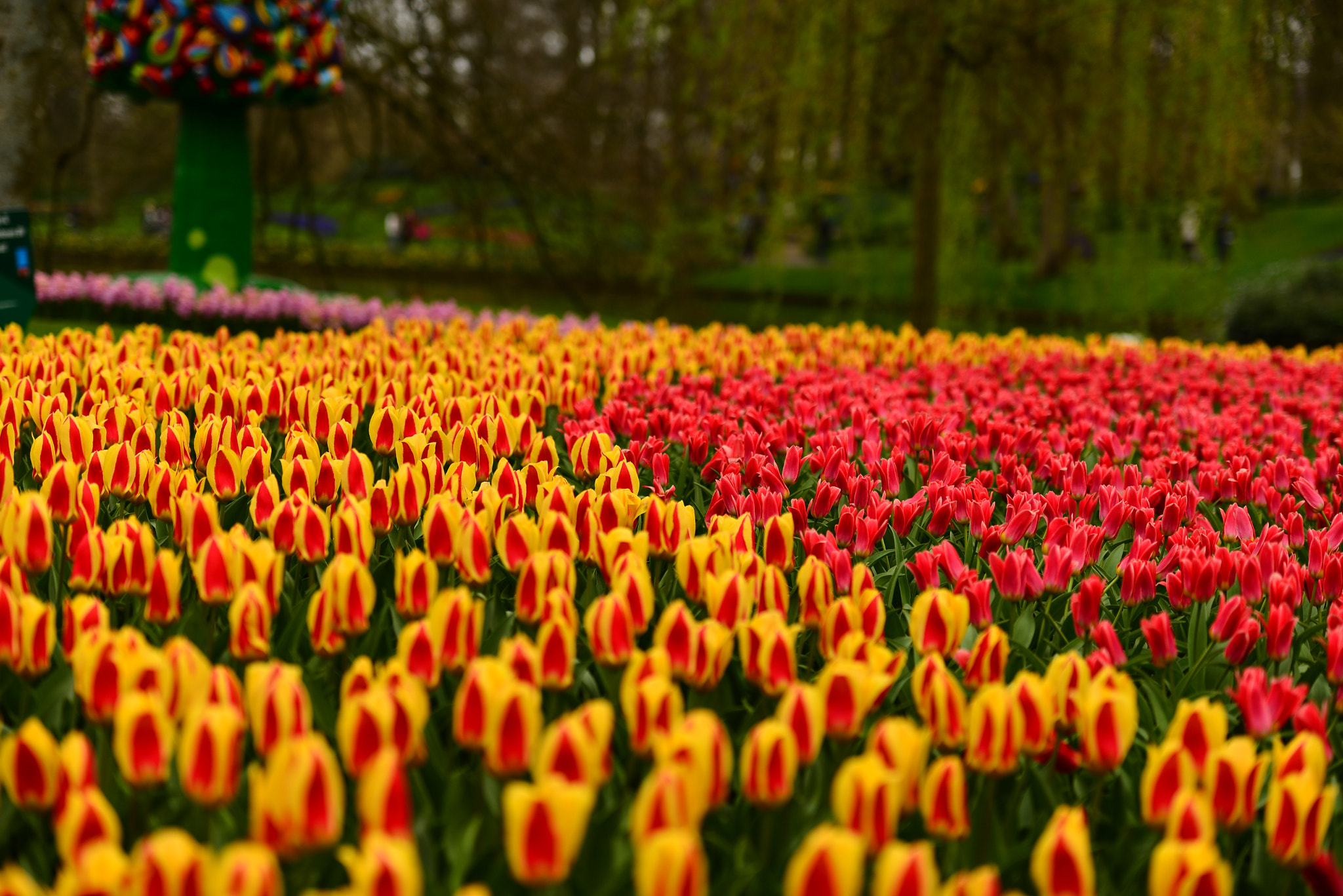 Nikon AF-S Nikkor 70-200mm F2.8G ED VR II sample photo. Tulips photography