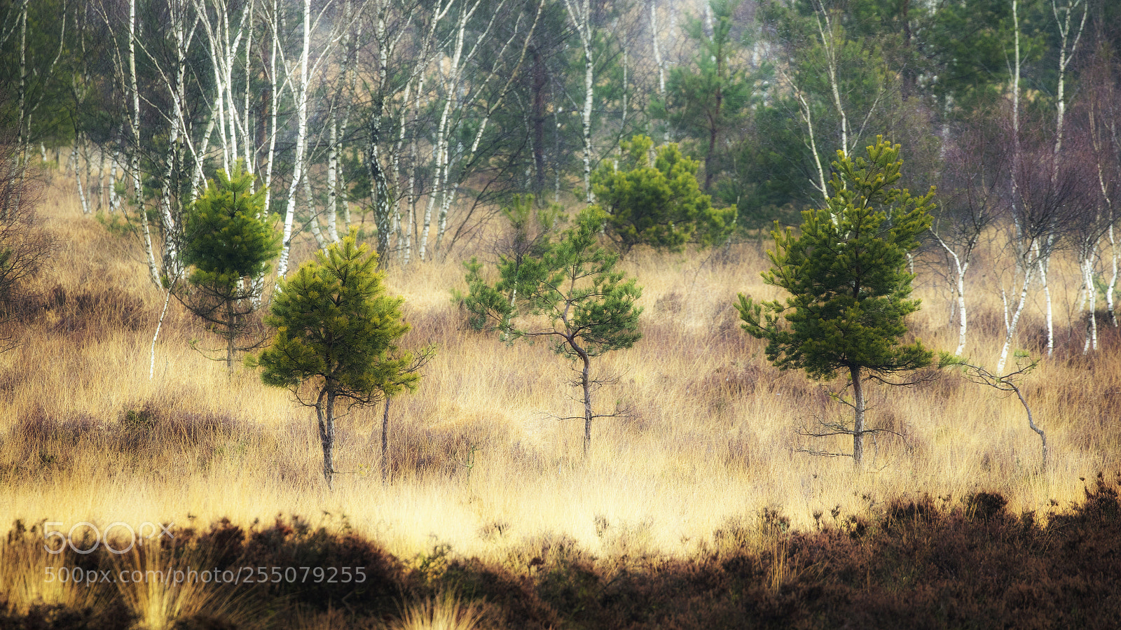 Canon EOS 7D Mark II sample photo. Fresh trees in the photography