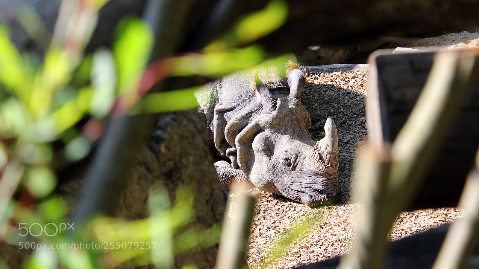 Canon EOS 1300D (EOS Rebel T6 / EOS Kiss X80) sample photo. Snoozing rhino @schönbrunn photography