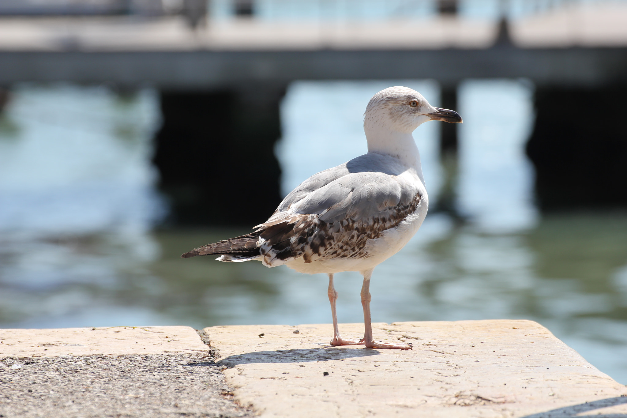 Canon EOS 550D (EOS Rebel T2i / EOS Kiss X4) + Tamron SP 35mm F1.8 Di VC USD sample photo. Venice's seagull photography