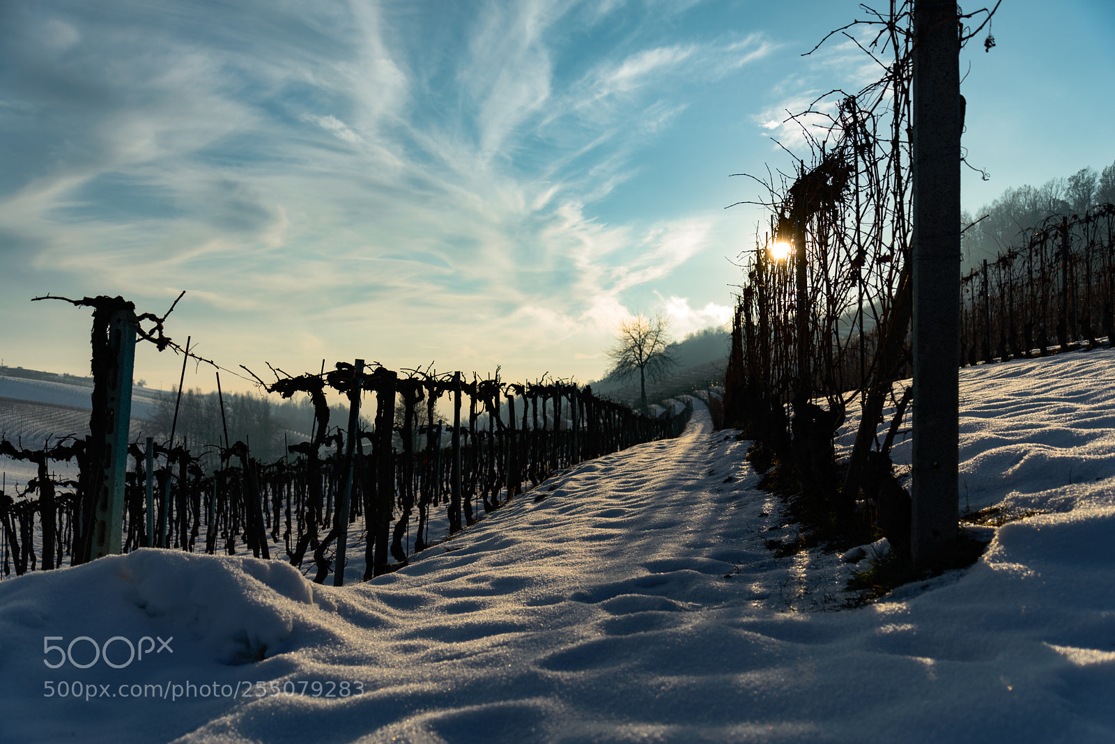 Nikon D610 sample photo. Vigne innevate photography
