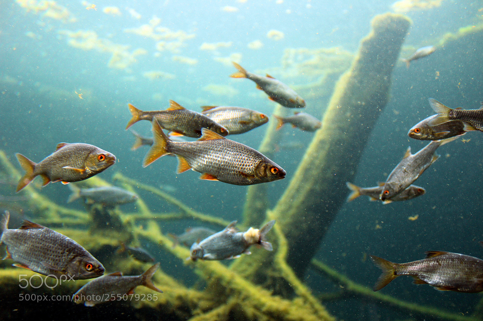 Canon EOS 1300D (EOS Rebel T6 / EOS Kiss X80) sample photo. Fish in action sch photography