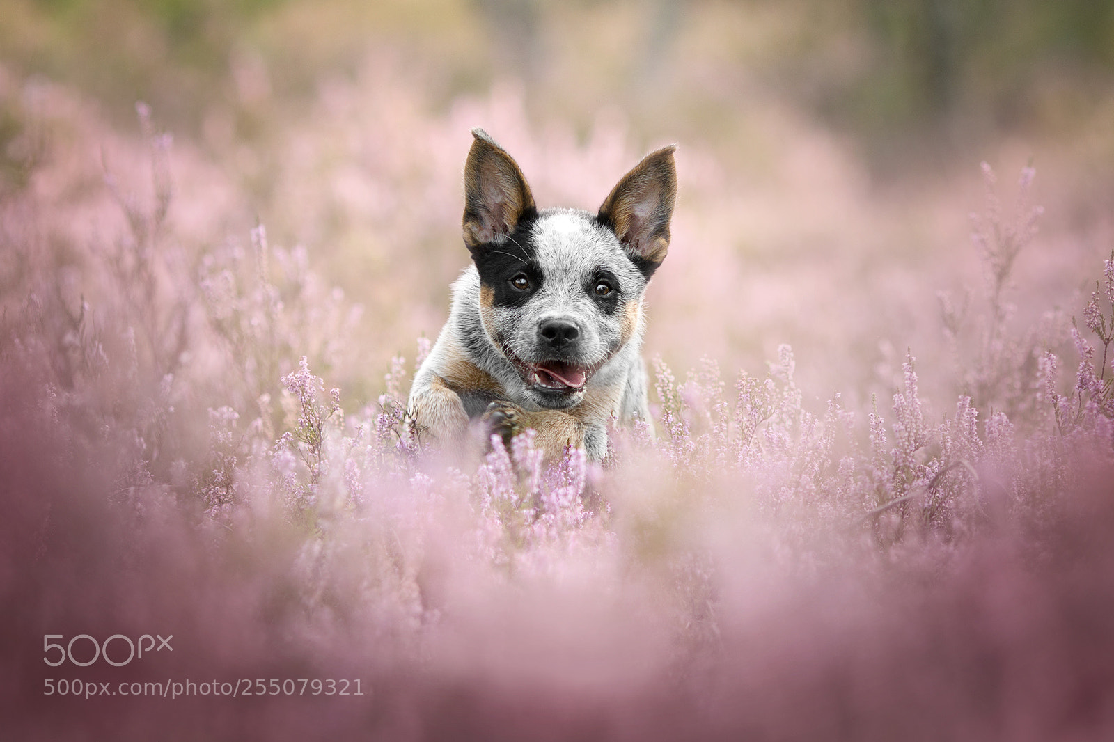 Canon EOS 70D sample photo. Shifu - australian cattle photography