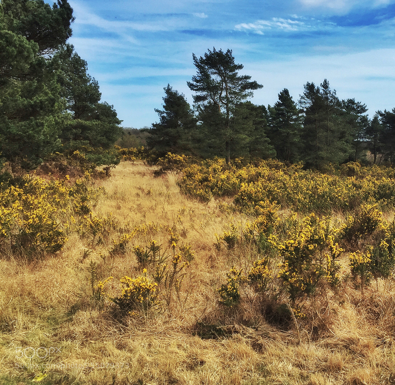 Apple iPhone 6 sample photo. When gorse is out photography