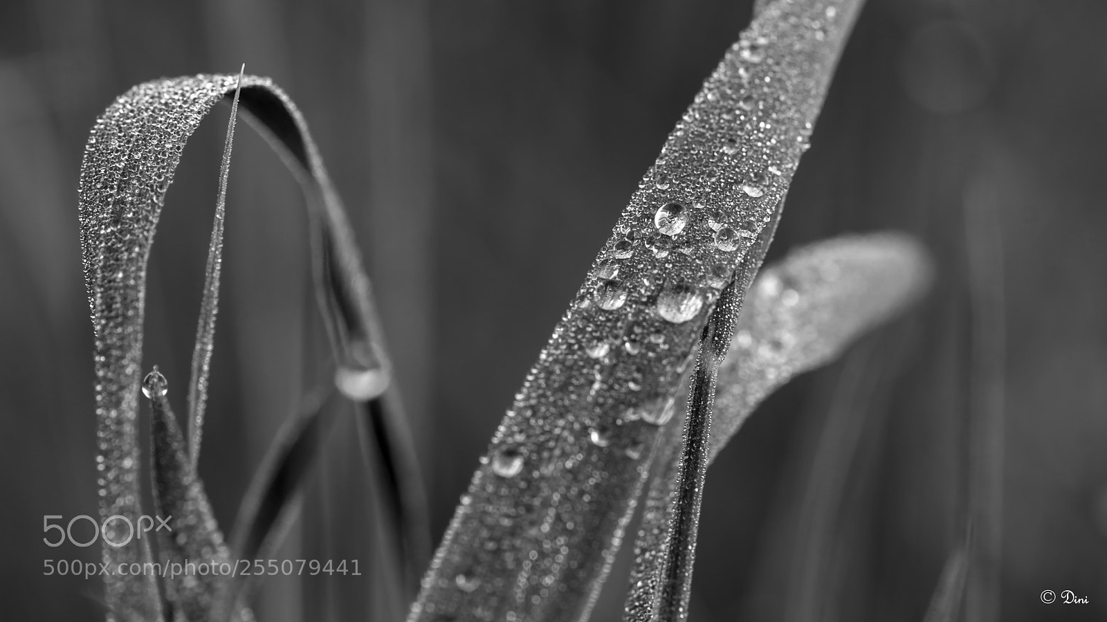 Nikon D800 sample photo. Tropfen ii sw photography