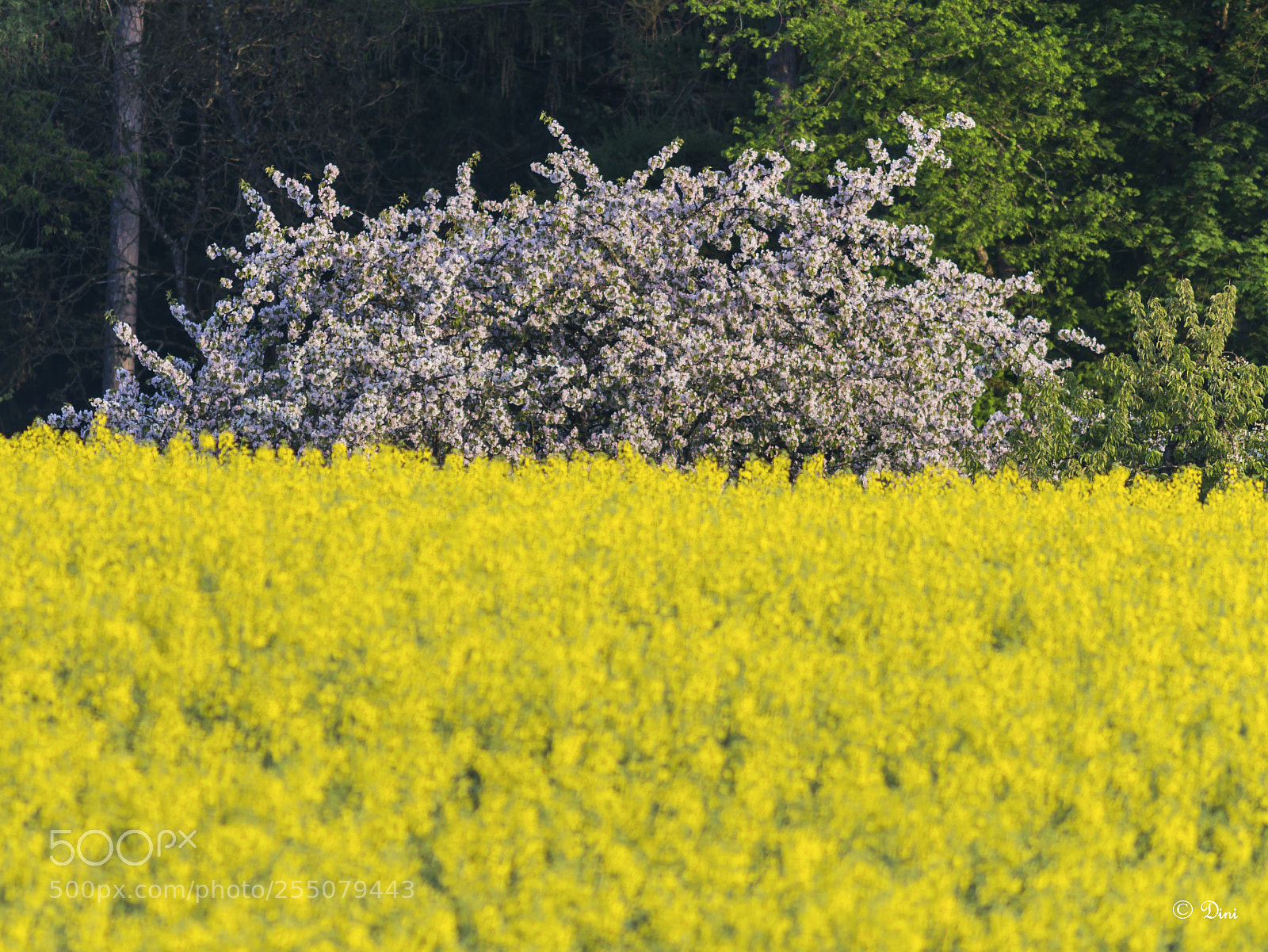 Nikon D800 sample photo. Raps und obst photography