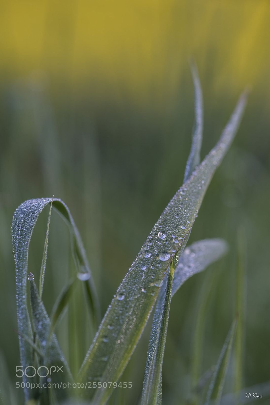 Nikon D800 sample photo. Tropfen photography