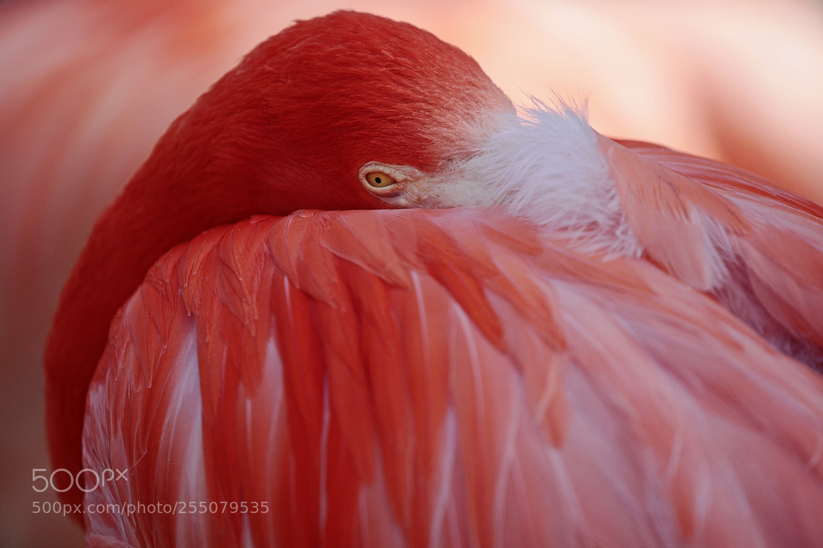 Canon EOS 5D Mark II sample photo. Red photography