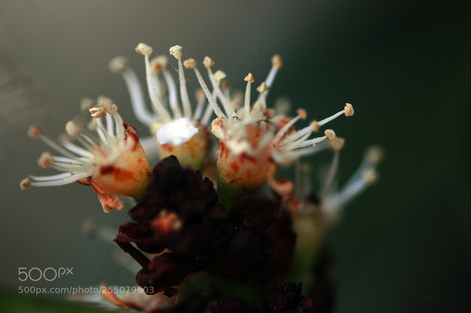 Nikon D90 sample photo. Monster photography