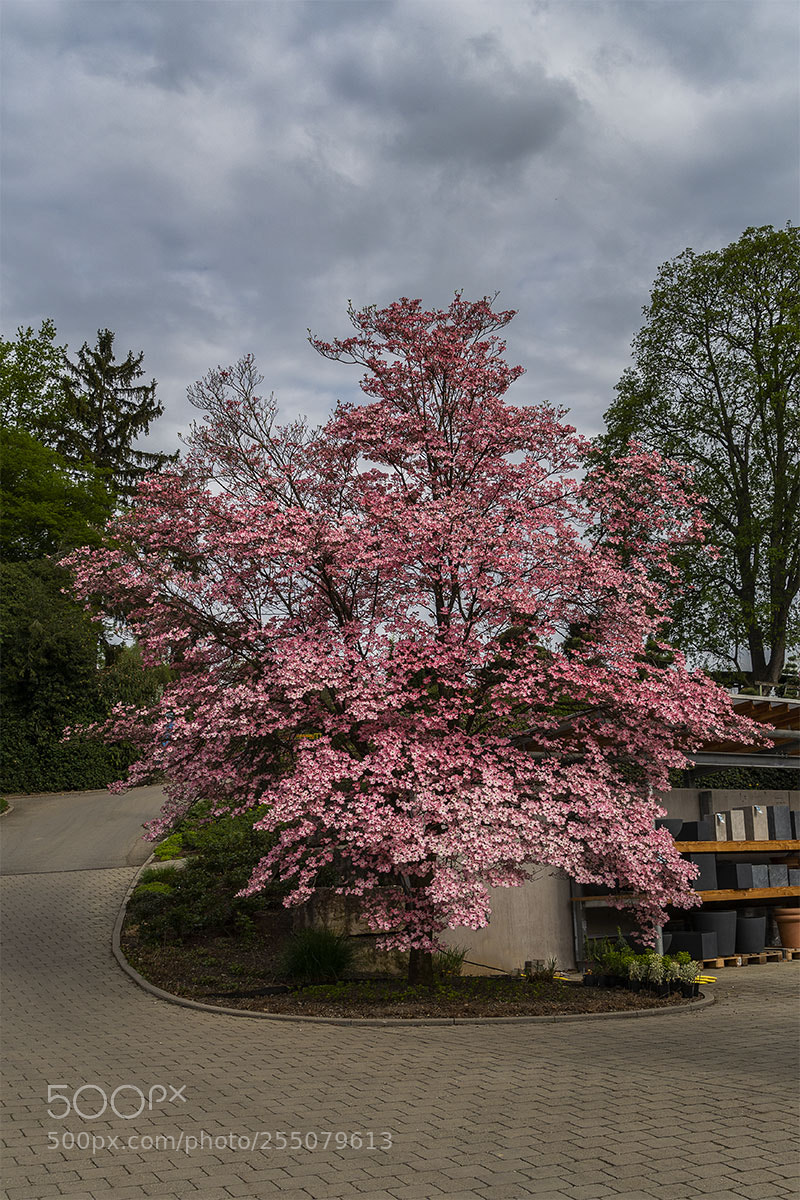Sony a6300 sample photo. Frühlings-blüten 230418-010 photography