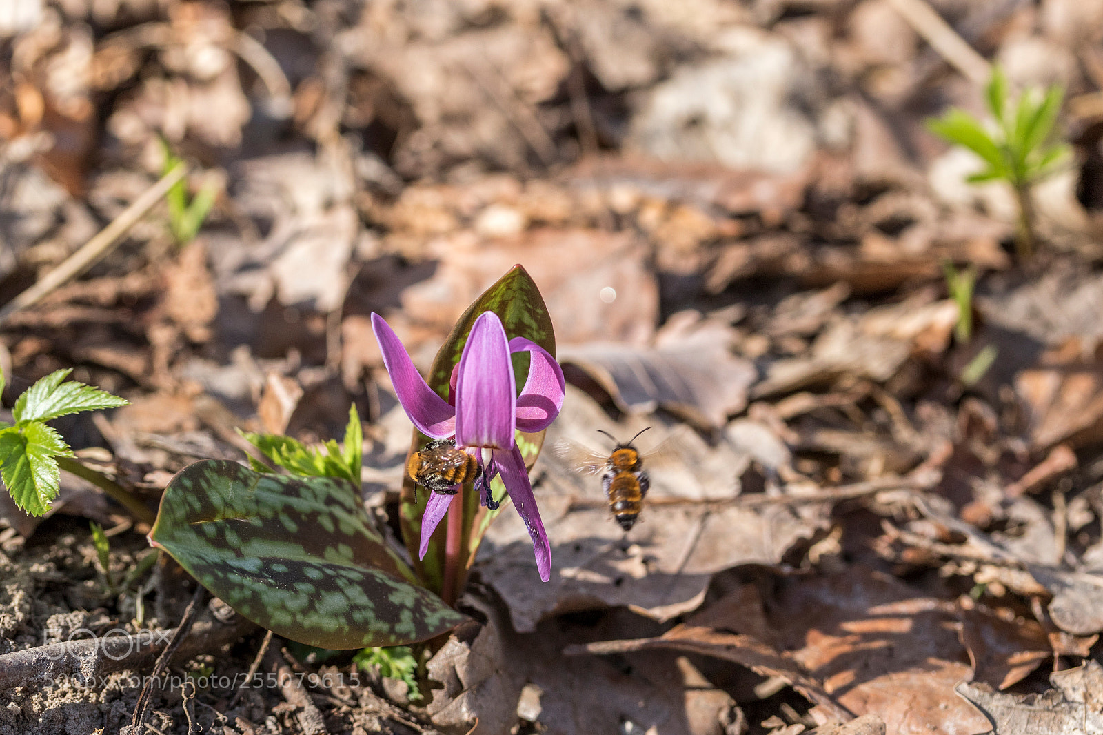 Canon EOS 7D Mark II sample photo. Working hard photography