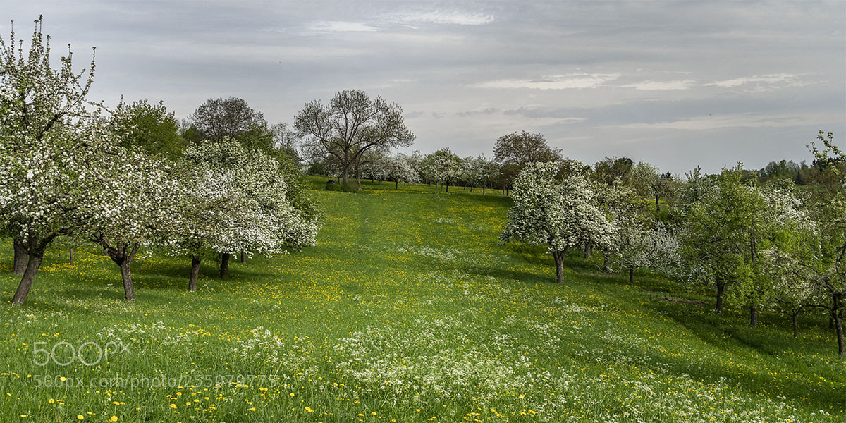 Sony a6300 sample photo. Eningen 230418-011 photography