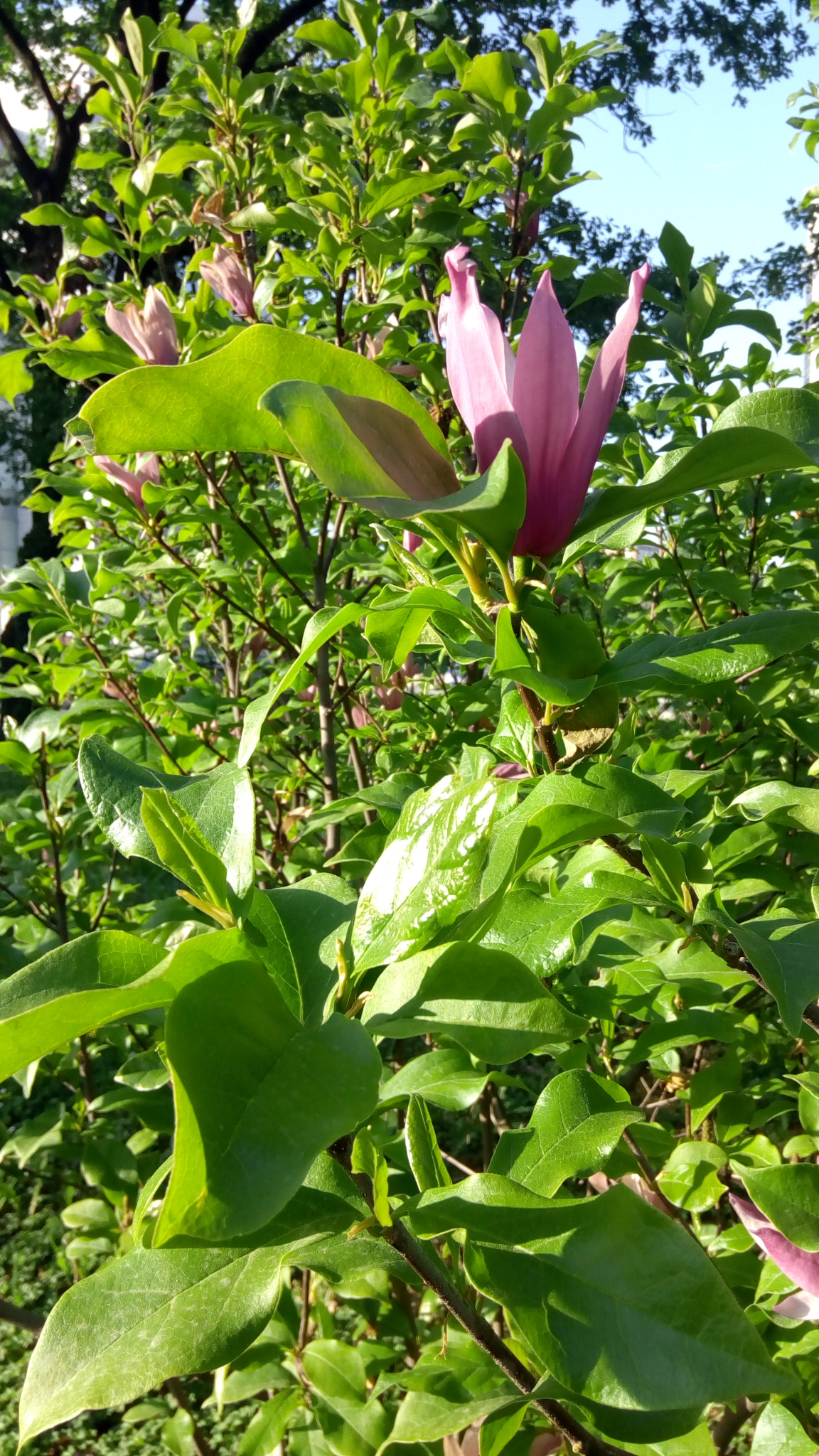 Lenovo VIBE X3 LITE sample photo. The beauty and the sun photography