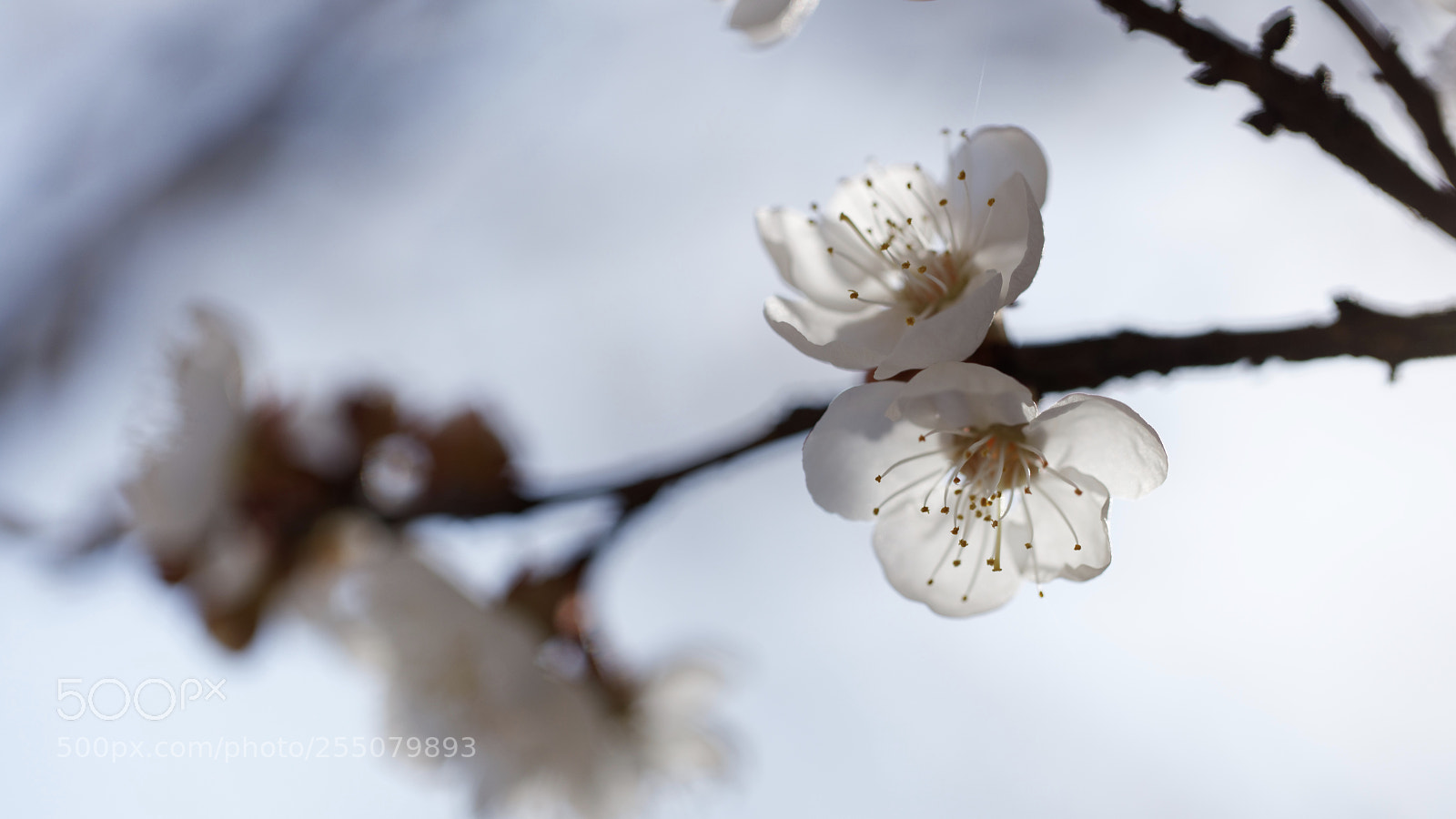 Canon EOS 5DS sample photo. Blossom and sunlight photography