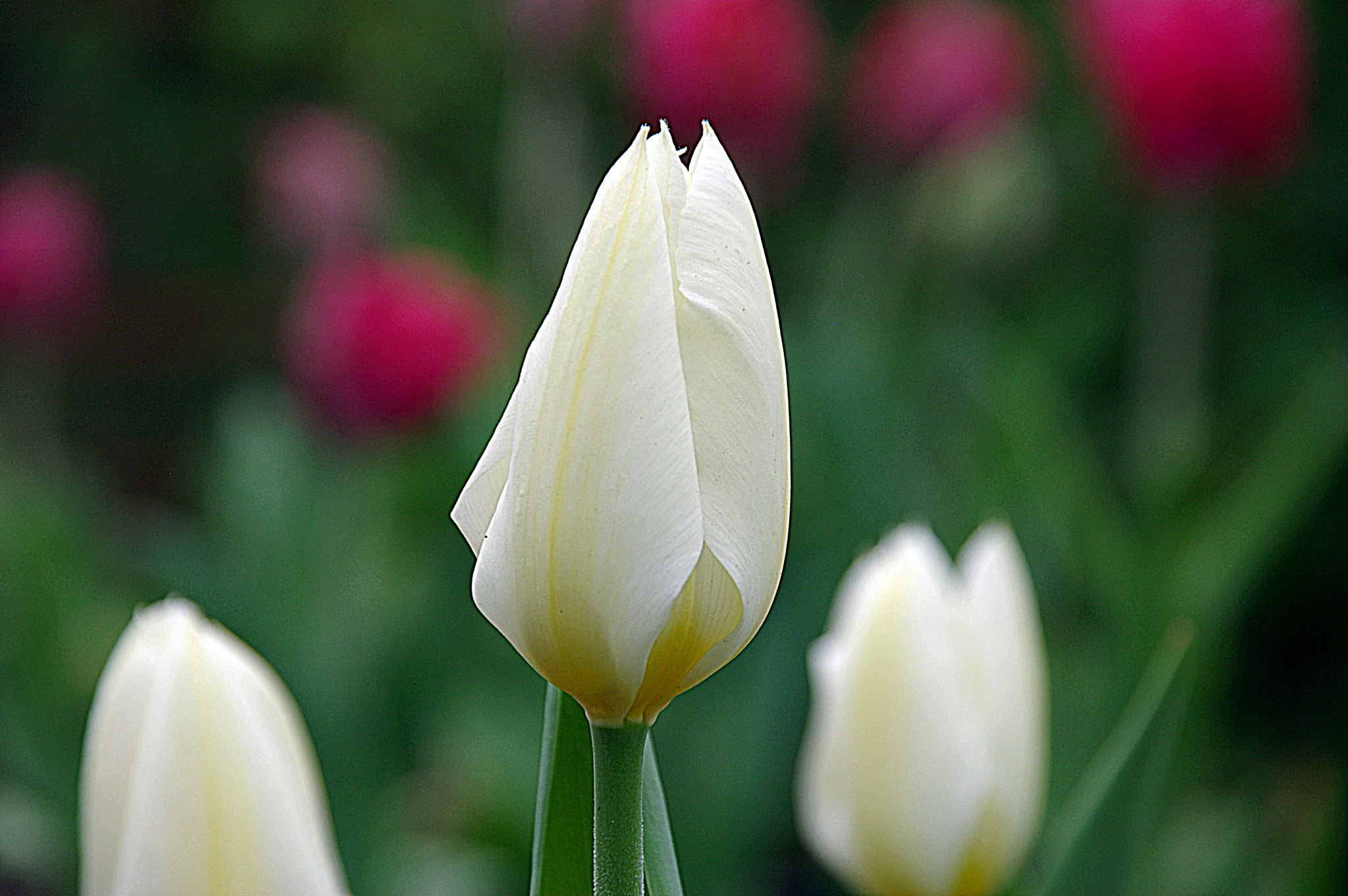 Pentax *ist DS sample photo