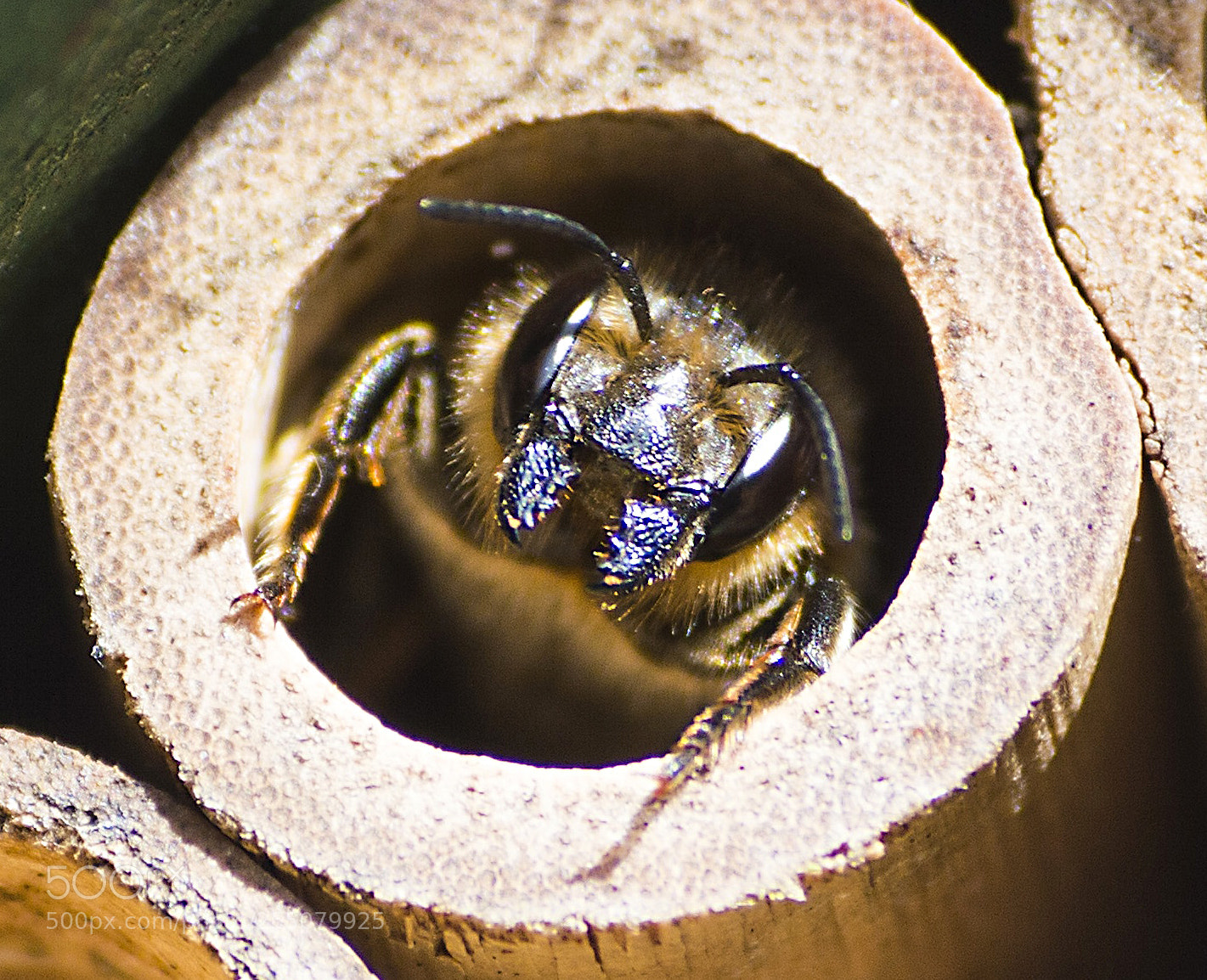 Nikon D3200 sample photo. Solitary bee emerging photography