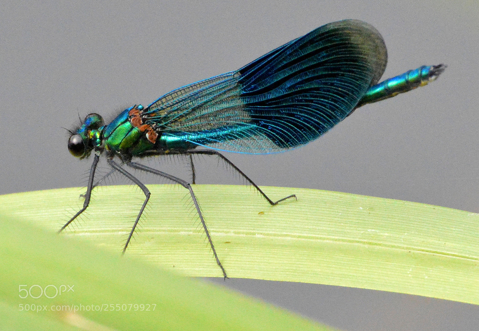 Nikon D3200 sample photo. Damselfly photography