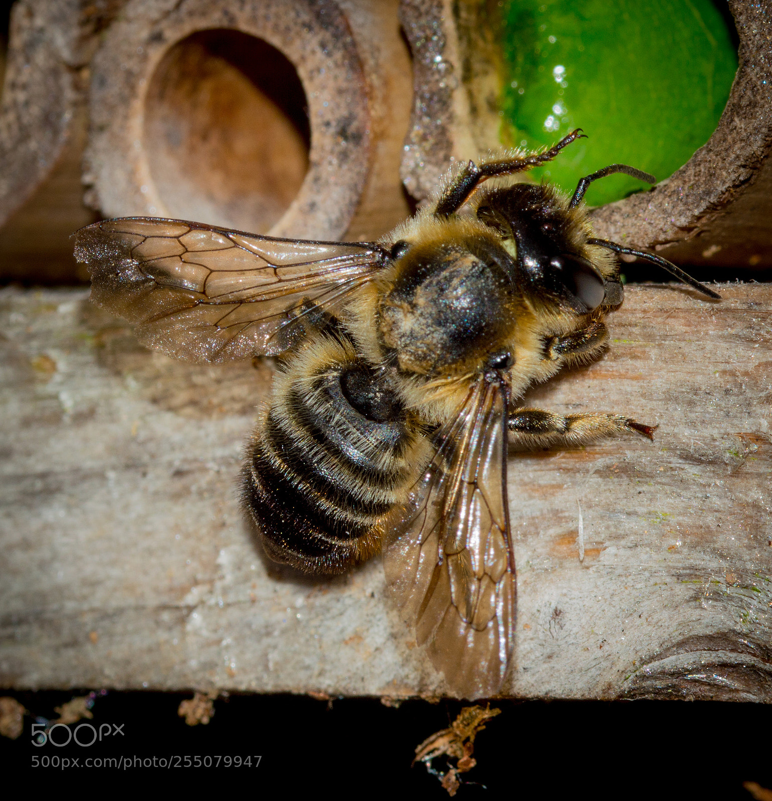 Nikon D3200 sample photo. Solitary bee photography