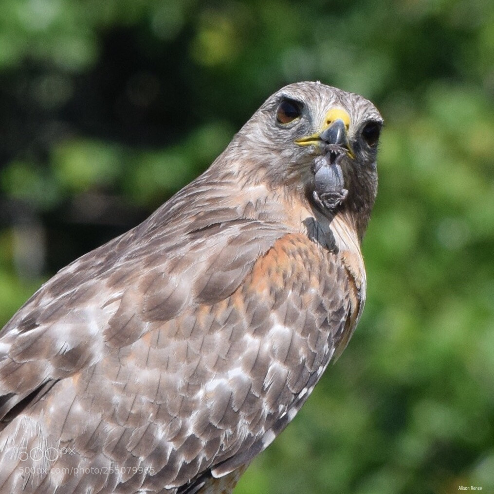 Nikon D3300 sample photo. Red-shouldered hawk photography