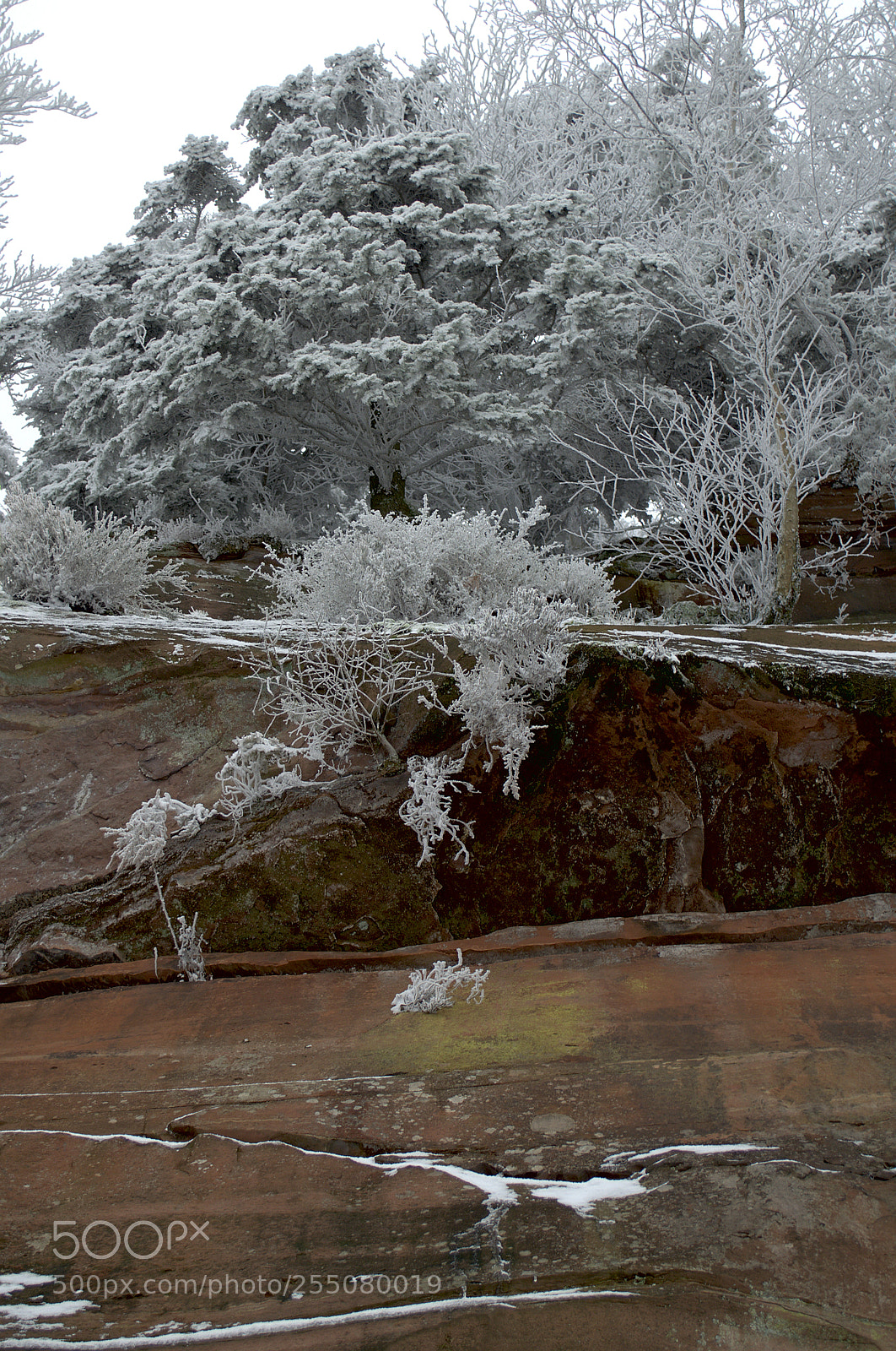Nikon D5100 sample photo. Grosser roter bruch photography