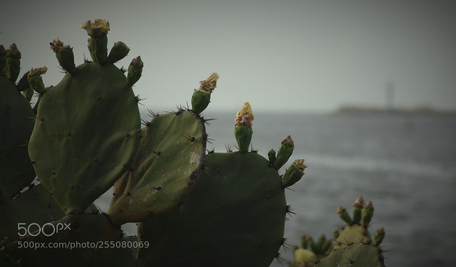 Nikon D40 sample photo. Nopales junto al rio photography