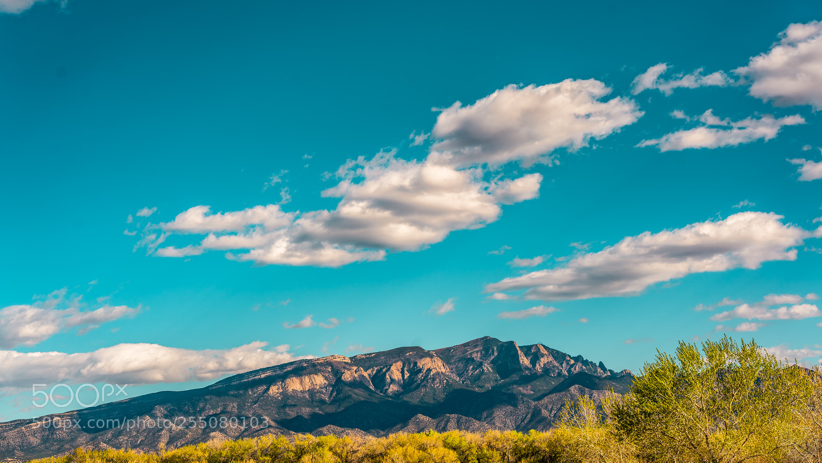 Sony a7R II sample photo. Tree line photography